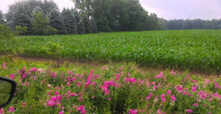 Pink and purple flowers blooming alongside a road.