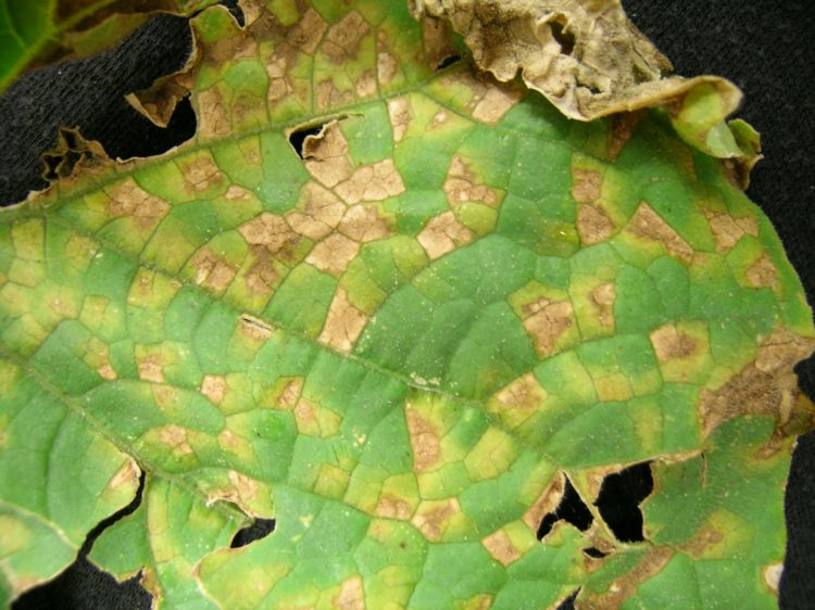 Downy mildew on cucumber