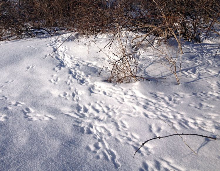 Fresh rabbit tracks. Photo credit: Amy Irish-Brown, MSU Extension