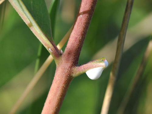  Milkweed4.jpg 