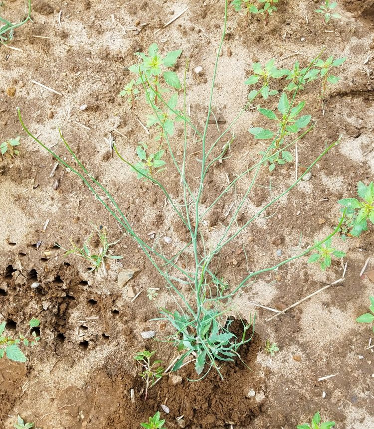 Rush skeletonweed