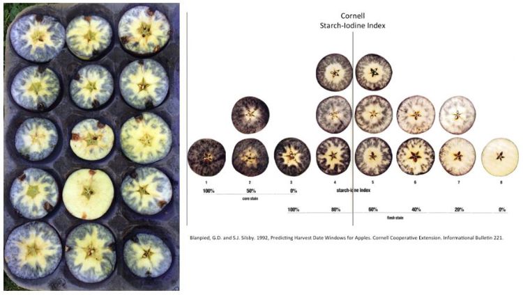 Tray of apples and starch-iodine index chart