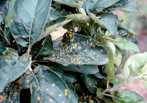  Small, faint, yellow spots appear on upper leaf surfaces. 