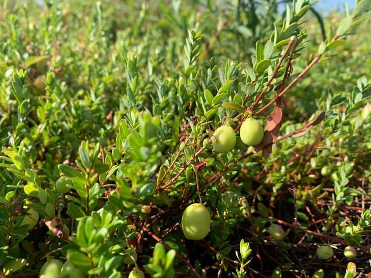 Sunburn on plums.