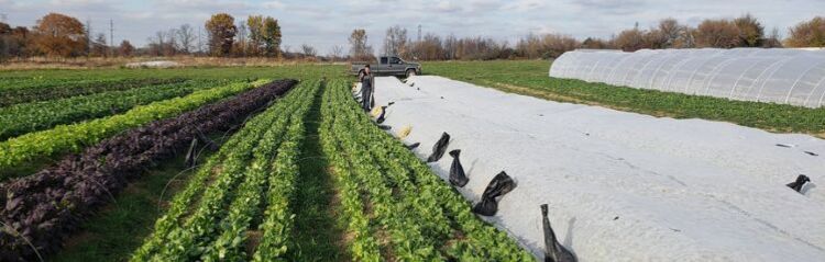 A farmer stands beside rows of leafy green crops on a vegetable farm, pulling white row cover over plants, with a pickup truck and a long hoop house visible in the background under a partly cloudy sky.