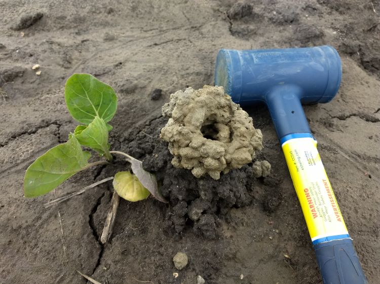 Burrowing crayfish hole