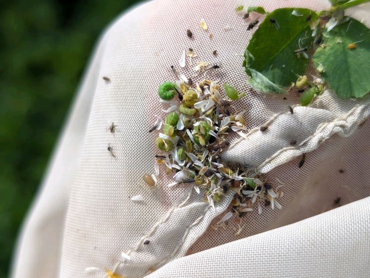 A sweep net sample containing small green alfalfa weevil larvae, flower petals, leaves and other insects.