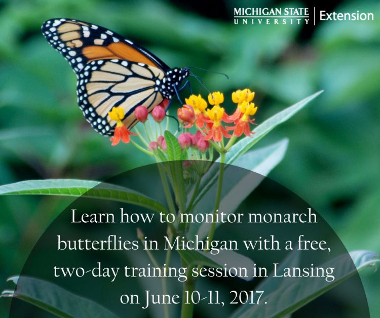 Learn how to monitor monarch butterflies in Michigan with a free, two-day training session in Lansing on June 10-11, 2017.