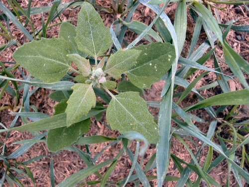  Common Lambsquarters1.jpg 