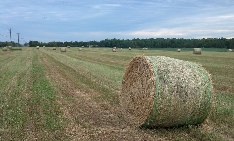 Rolled hay