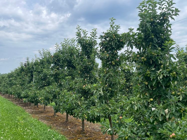 An apple orchard with ripe apples.