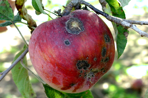 Older lesions appear brown, corky and scabby.