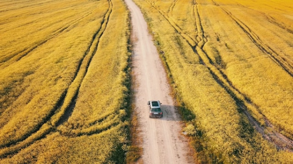 Wheats field with car driving on long narrow road.