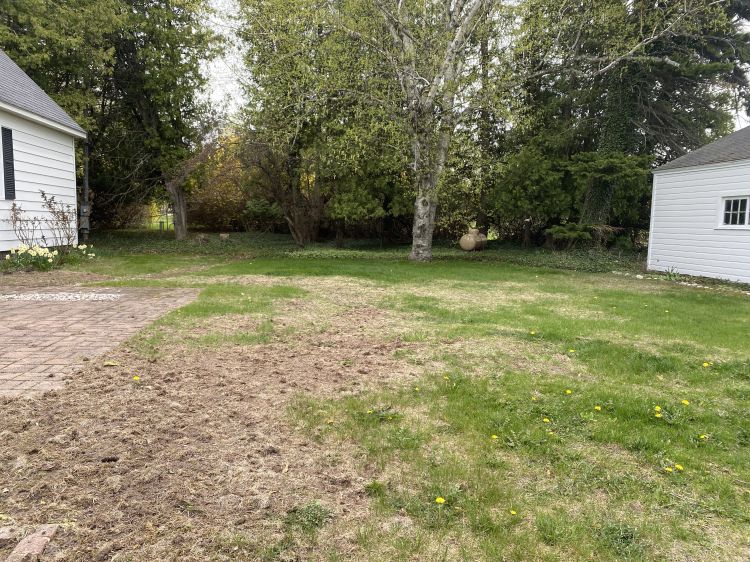 Backyard lawn with large irregular patches of brown, dead grass and thinning turf, especially in the foreground near a brick patio.