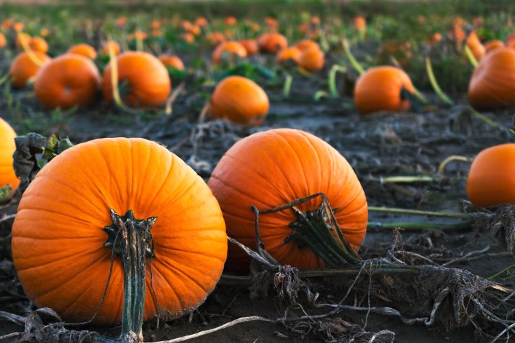 Fully grown pumpkins in a field.