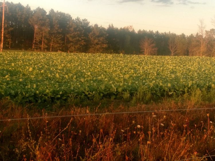 A cover crop pasture being renovated