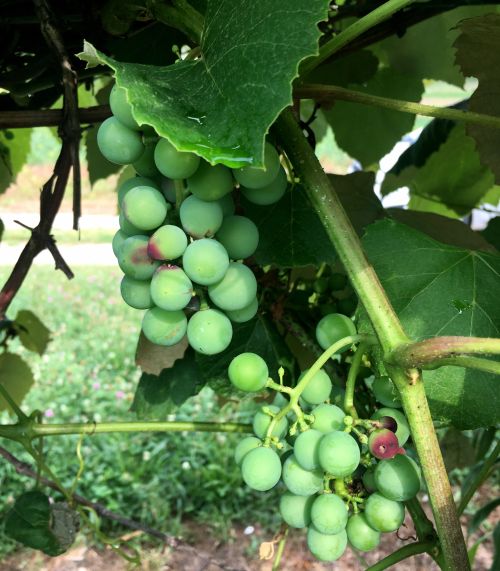 Grape berry moth stings are easy to find on green Concord berries. Photo by Brad Baughman, MSU Extension.