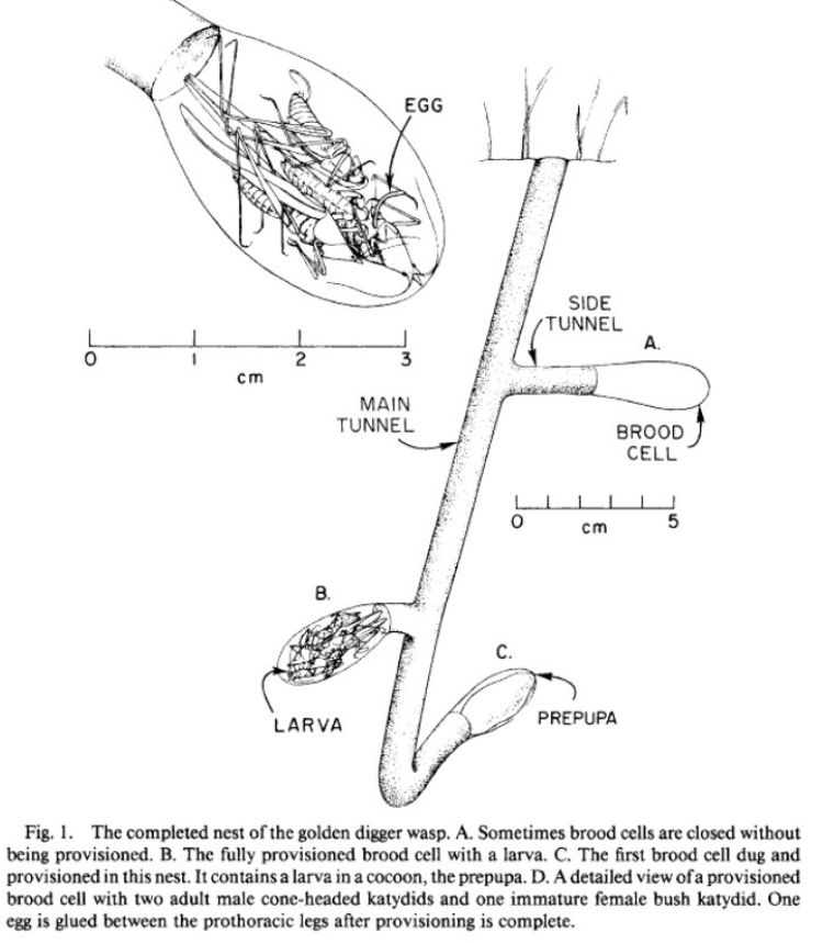Great golden sand digger wasp nest architecture