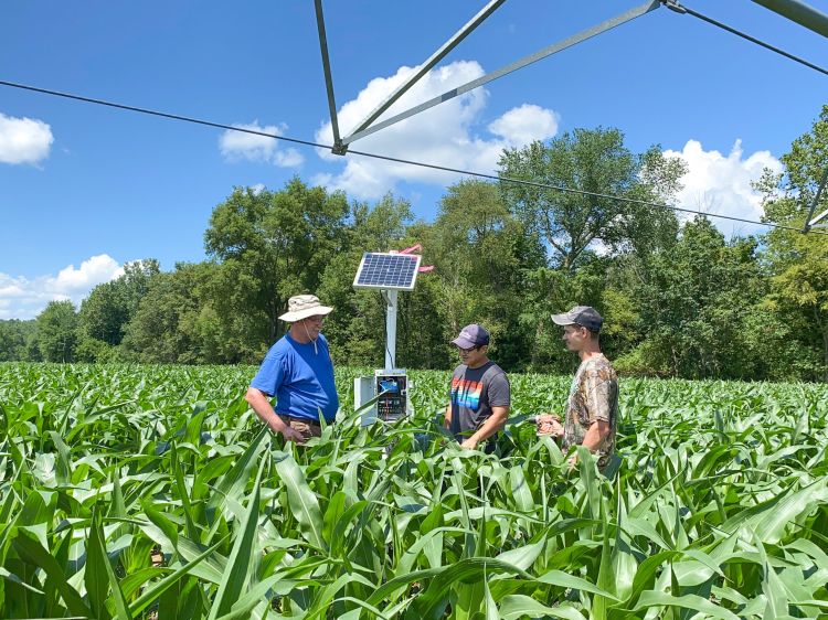 Researchers gather around a sensor in a cornfield