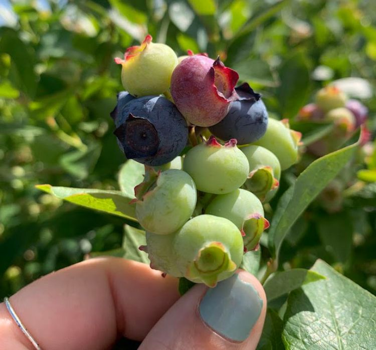 A cluster of blueberries at varying degrees of ripeness.