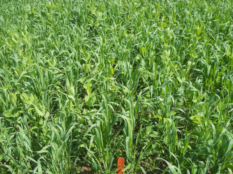 Oats and peas nurse crop on alfalfa. Seeding at 100 lbs per acre, 38 days after planting.