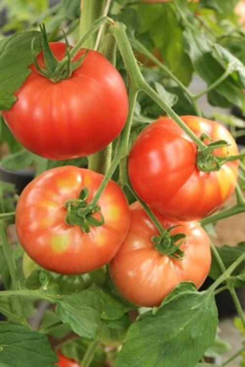Red tomatoes on the vine.