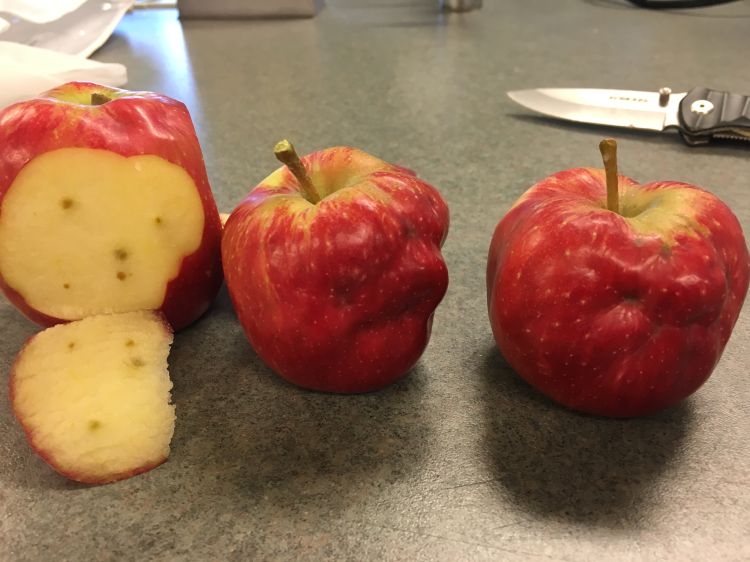 Potential boron deficiency in Honeycrisp.