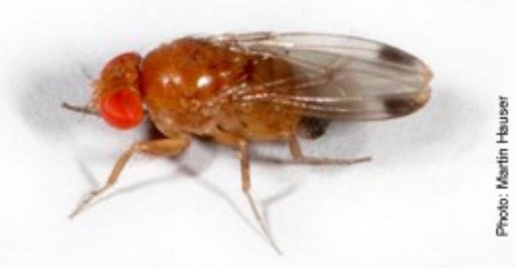 Male spotted wing Drosophila.