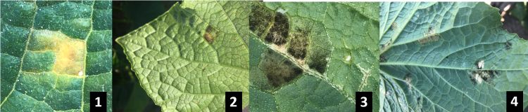 Downy mildew symptoms on cucumber plants.