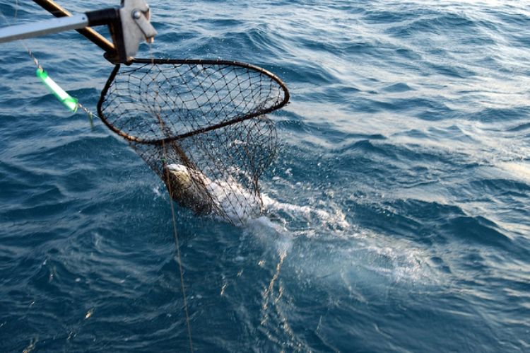 Before forming an opinion on the new stocking proposal it is worth considering the latest science on the state of the Lake Michigan fishery. Photo: Michigan Sea Grant