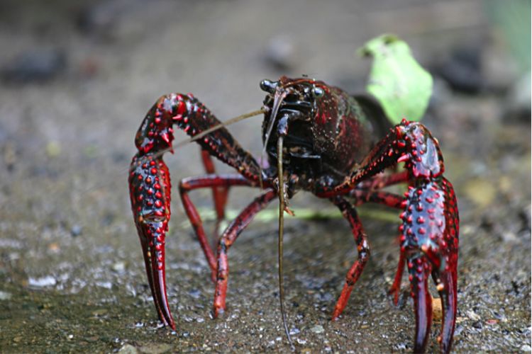 The claws of the invasive red swamp crayfish have bright red spiky bumps. Photo Credit: Mike MurphyPhoto Credit: Mike Murphy