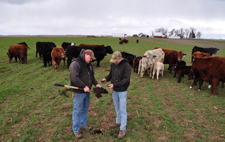people in a grassy field looking at a shovel. Cows are in the background