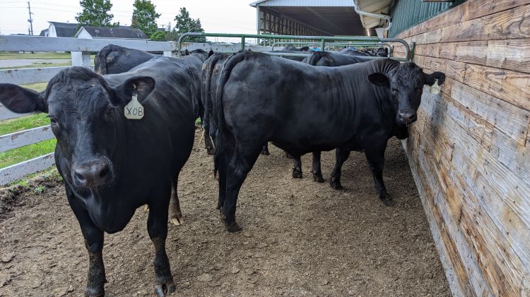 Researchers confirmed that breeding beef sires to dairy dams can result in steers capable of outperforming Holstein steers and qualifying for branded beef programs such as Certified Angus Beef. Photo by Dan Buskirk, Michigan State University Extension.