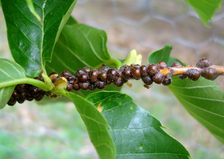 Lecanium scale on chestnut. Photo credit Dennis Fulbright, MSU