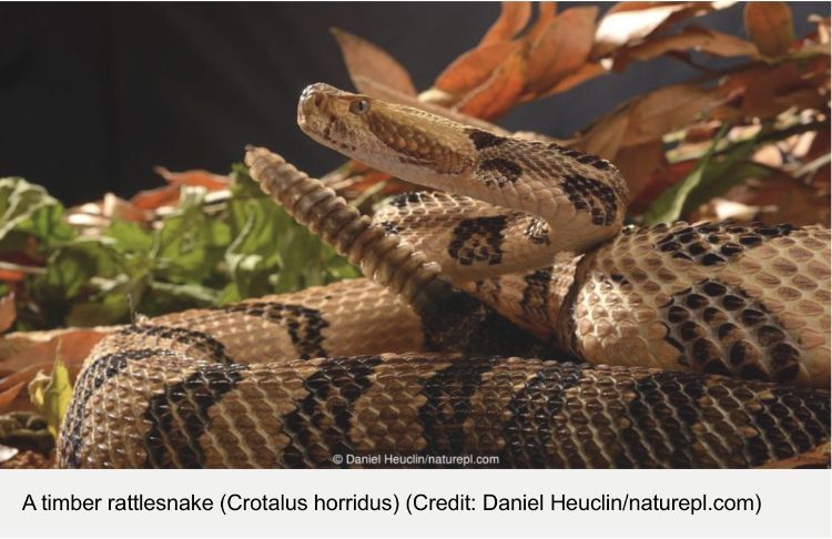 Timber rattlesnake