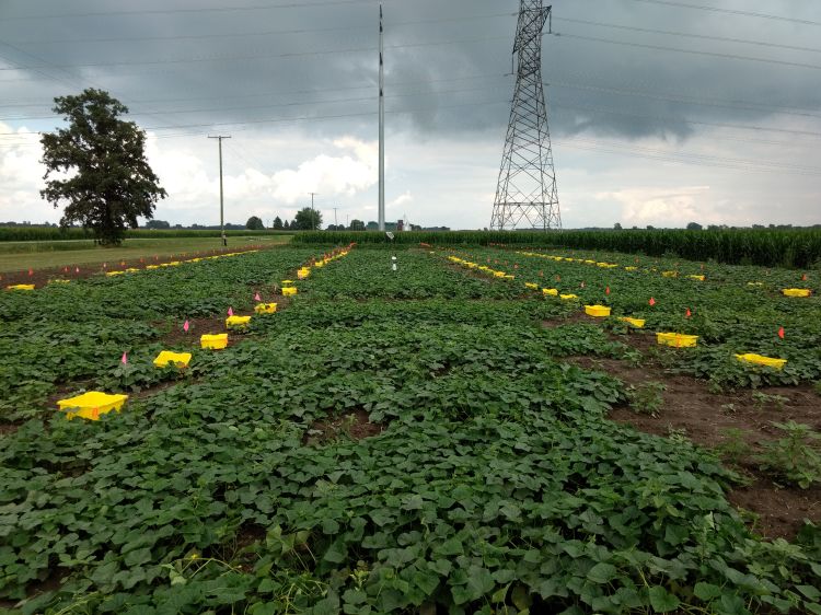 Pickle plots