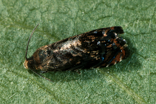  Adult is a small, gray moth with distinct small, orange bands or patches on the wings. 