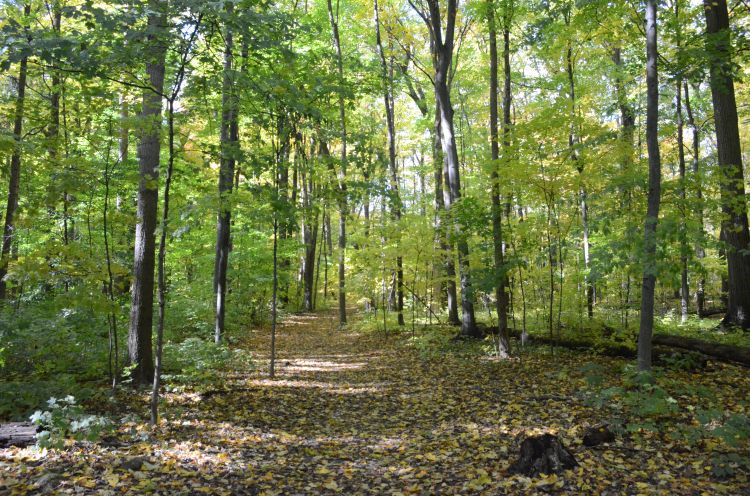 Trees in Baker woodlot in MSU campus