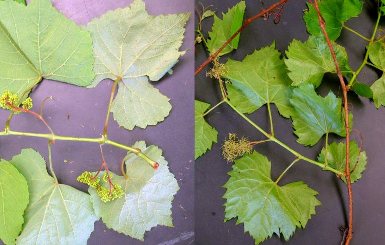Two common wild grape species in Michigan. On the left is summer grape while on the right is riverbank grape. Be sure to use the timing of bloom riverbank grapes for assisting with vineyard decisions.