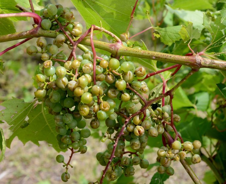 Hail and high wind injury to grape fruit and foliage in the variety trial vineyard at the Northwest Michigan Horticulture Research Center.