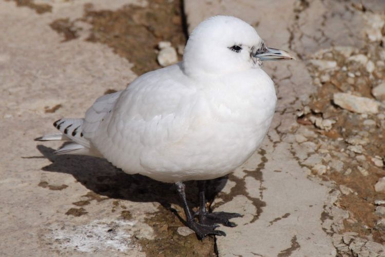 This ivory gull was present along the Flint River from March 9-13, 2017. The gull died on March 13. Photo: Andrew Simon   Photo below of ivory gull flying taken by Darlene Friedman.