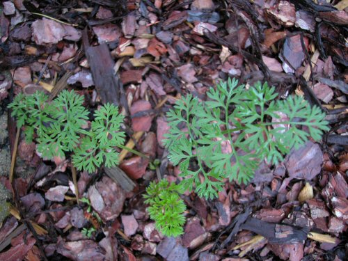  wild carrot5.jpg 