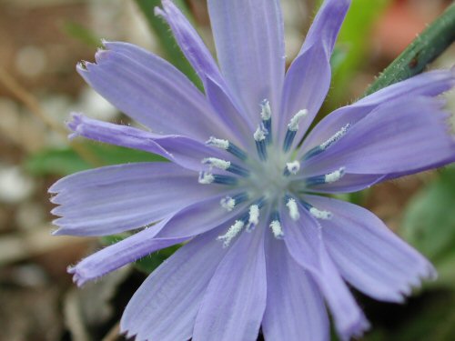 chicory5.jpg