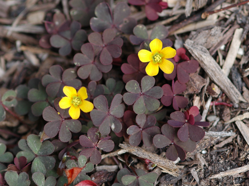  Creeping Woodsorrel1.jpg 