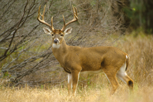 Creating innovative models to assess spread, possible management of deadly chronic wasting disease