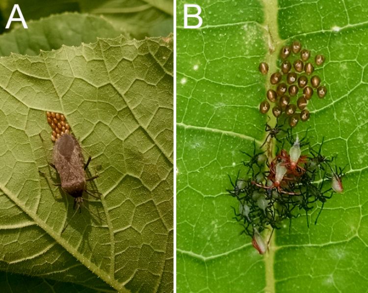Figure 1. (A) Squash bug adult laying eggs, and (B) newly hatched eggs and early nymphs. Photo credit: A.L. Buchanan