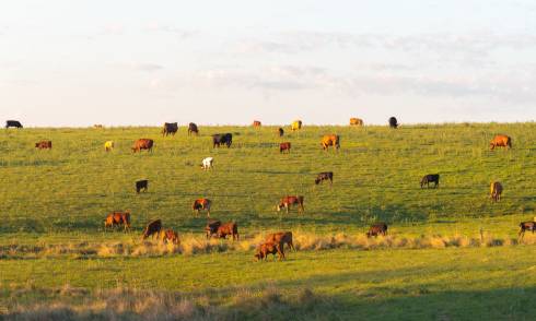 Cattle grazing in a pasture.