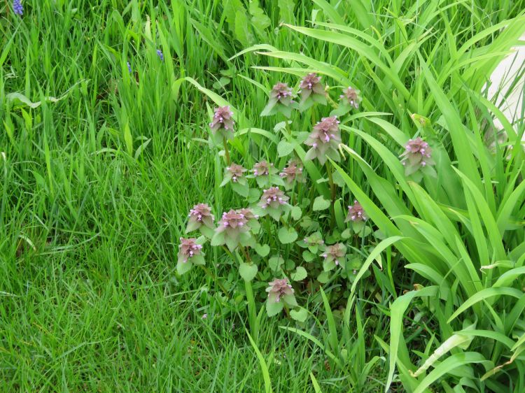 Purple deadnettle growing among grasses.