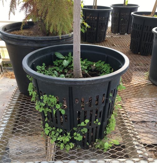 Weeds growing in container media