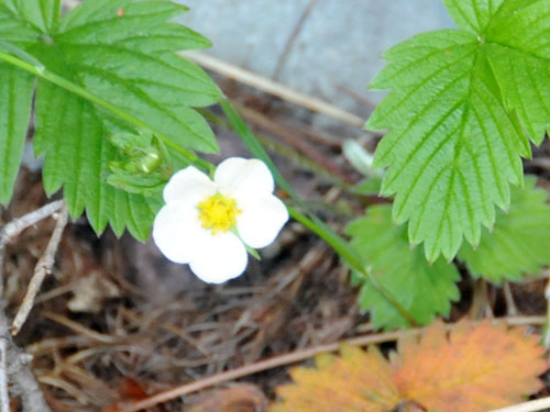 wild strawberry6.jpg